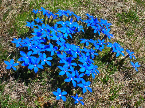 Gentiana verna e Gentiana bavarica